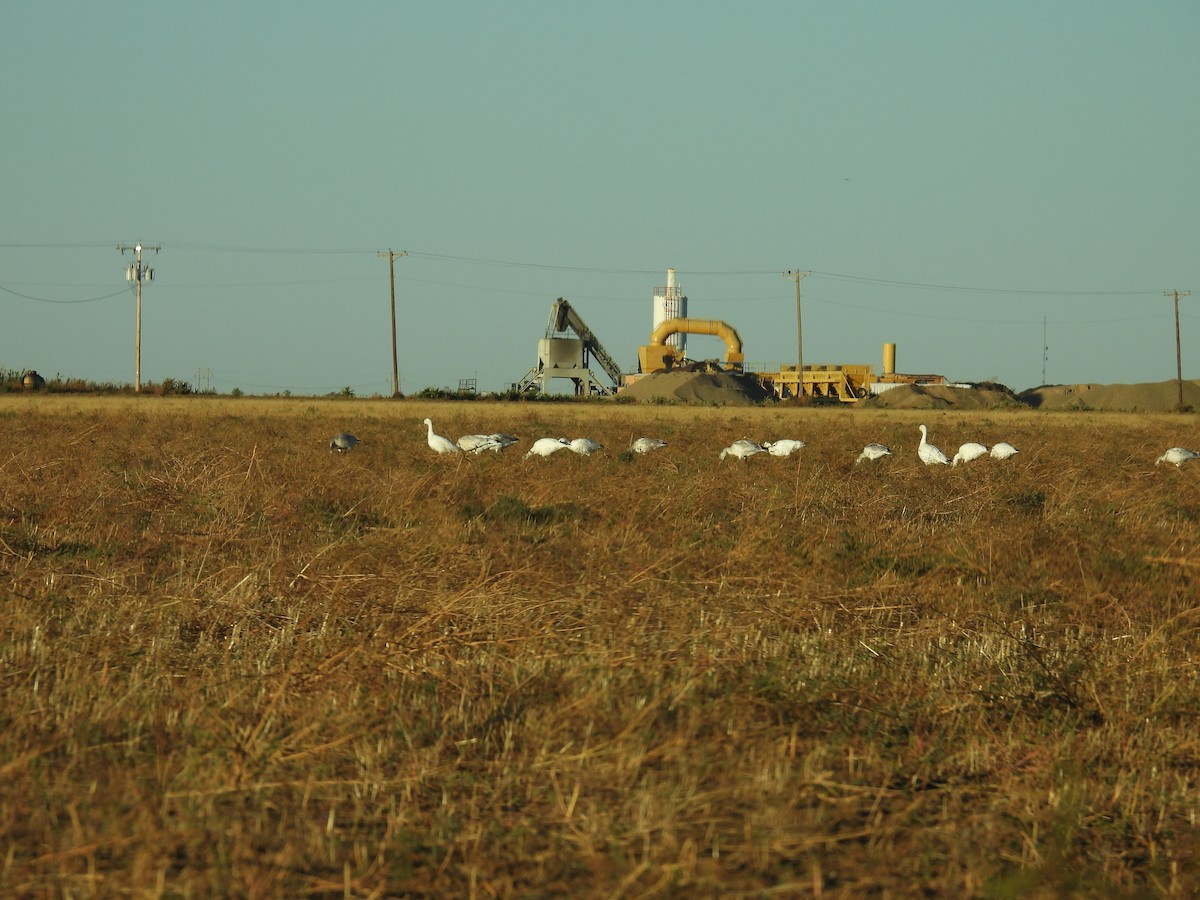 Snow Goose - ML610510254