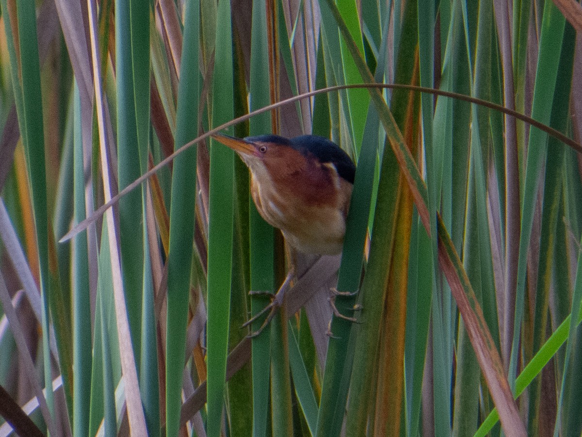 Least Bittern - ML610510256