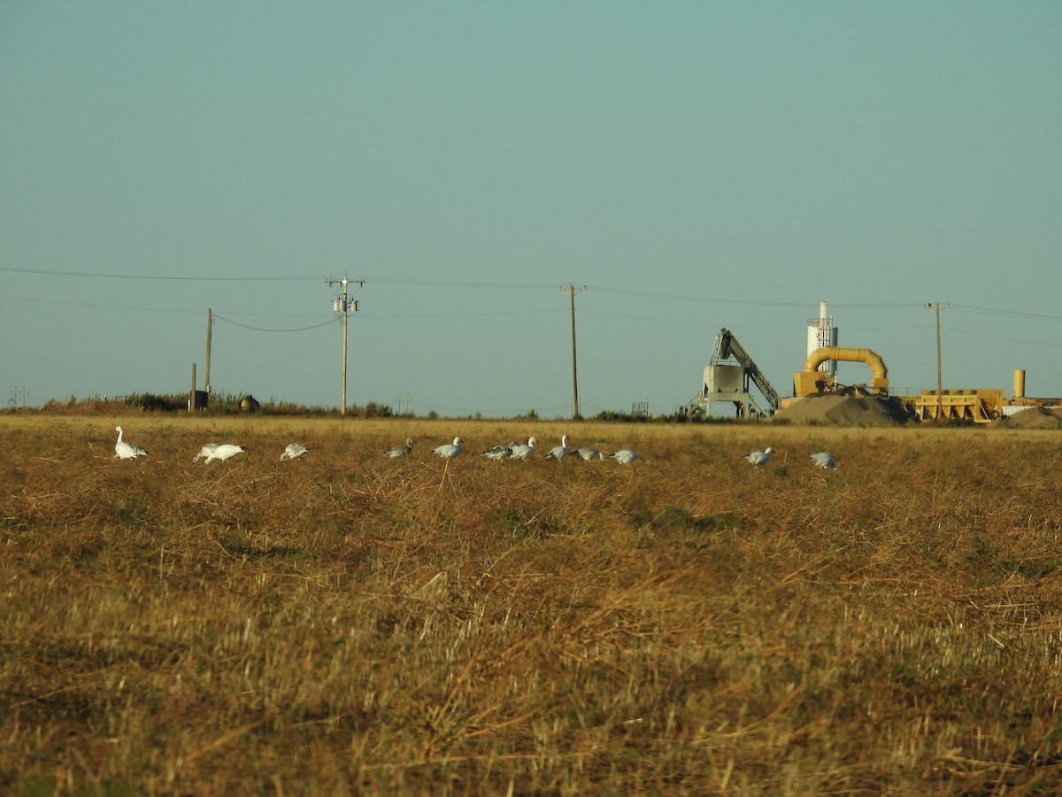 Snow Goose - ML610510265