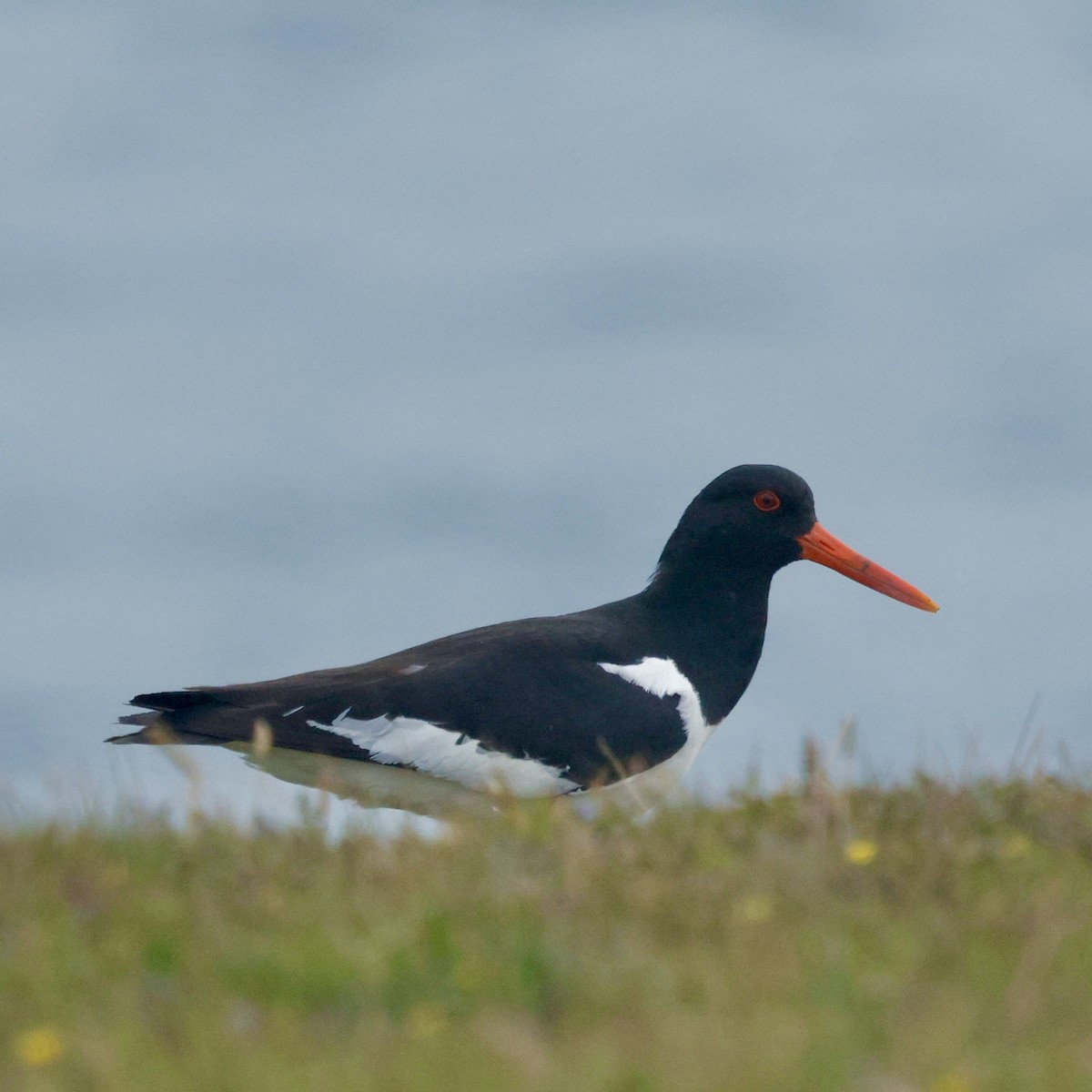 Eurasian Oystercatcher - Jeff Taylor