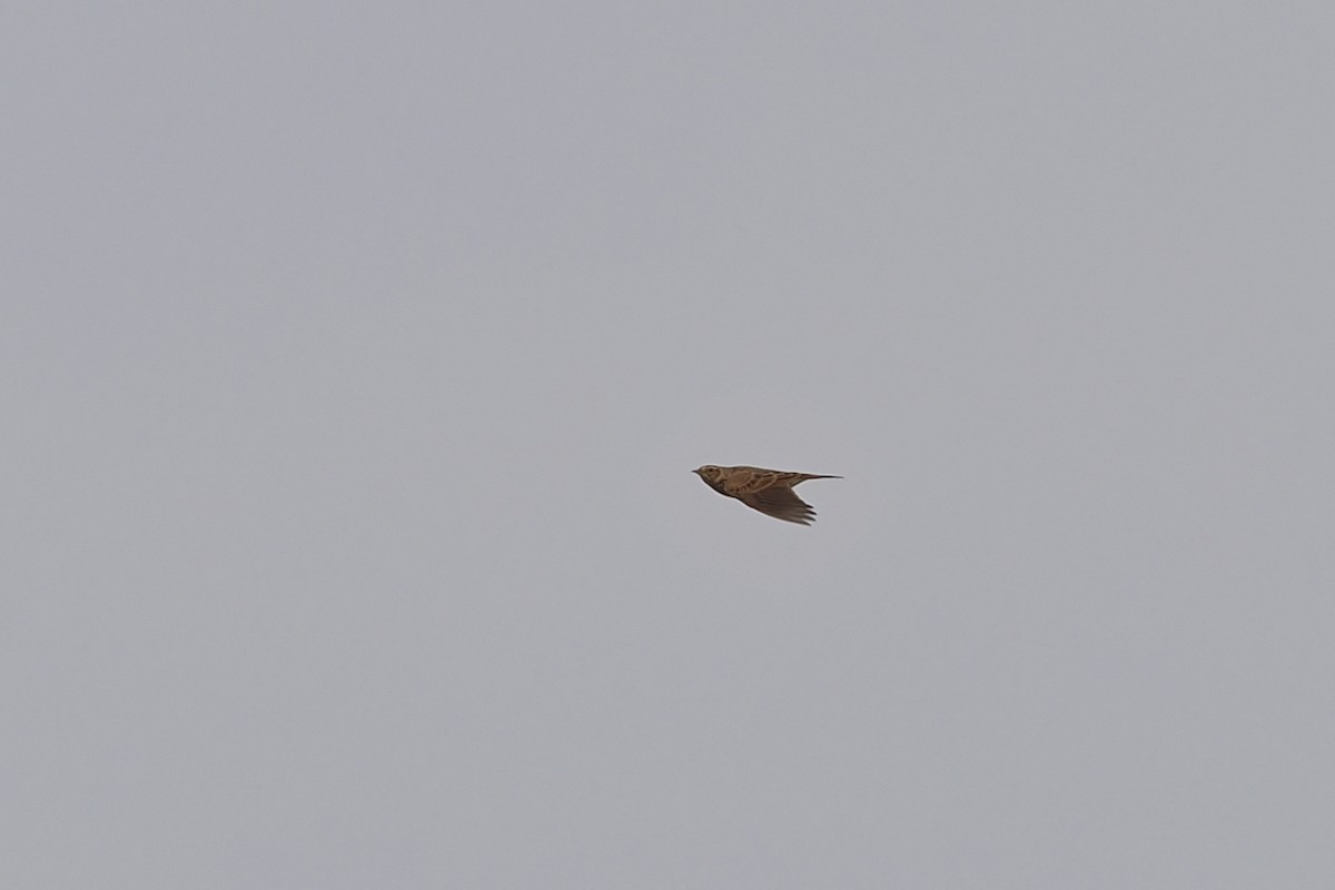 Eurasian Skylark (Asian) - ML610510343