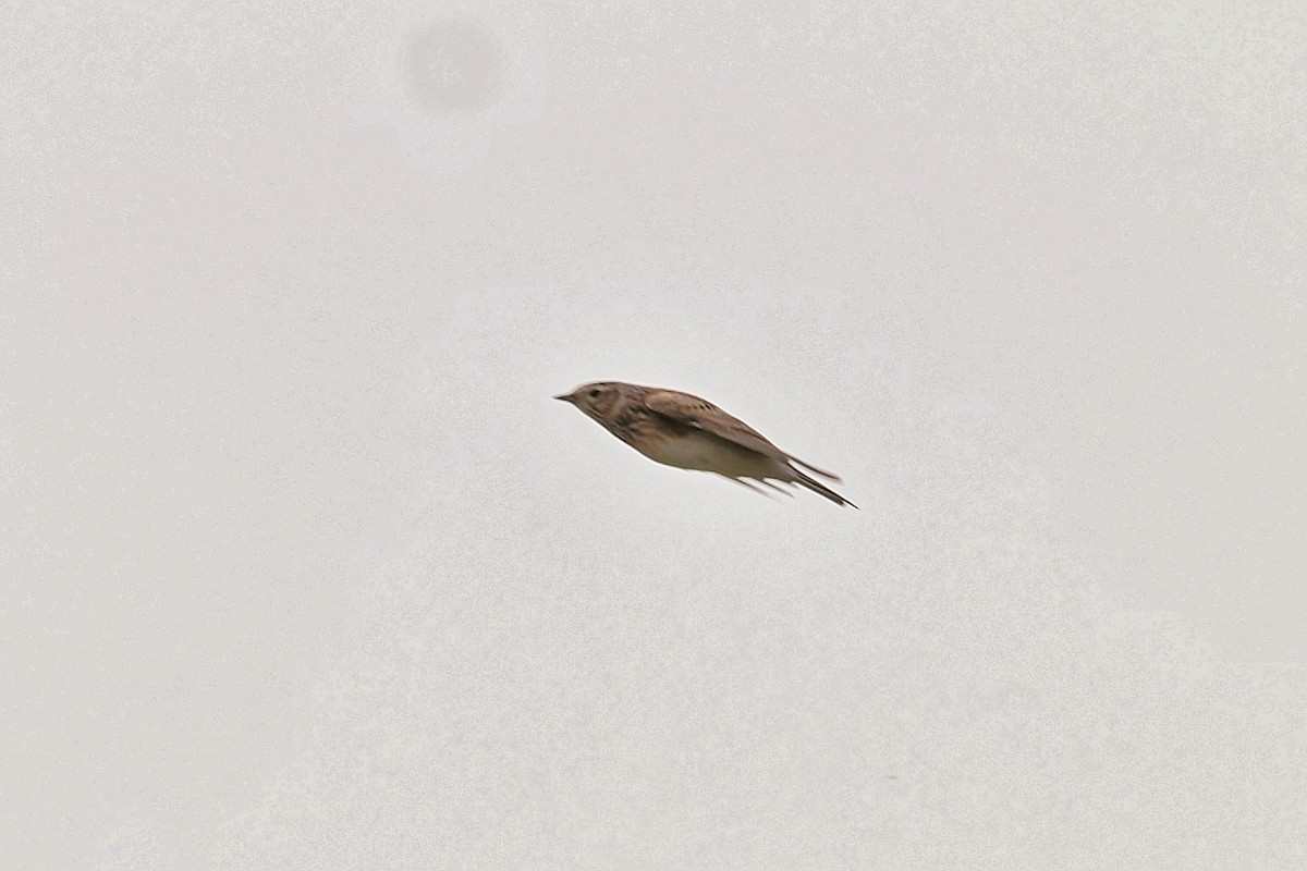 Eurasian Skylark (Asian) - Leijun Zhuang