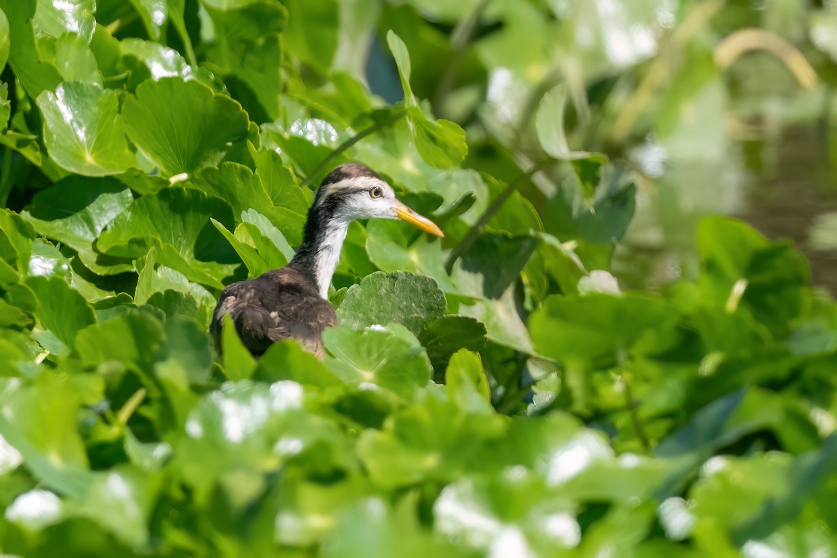 Northern Jacana - ML610510392