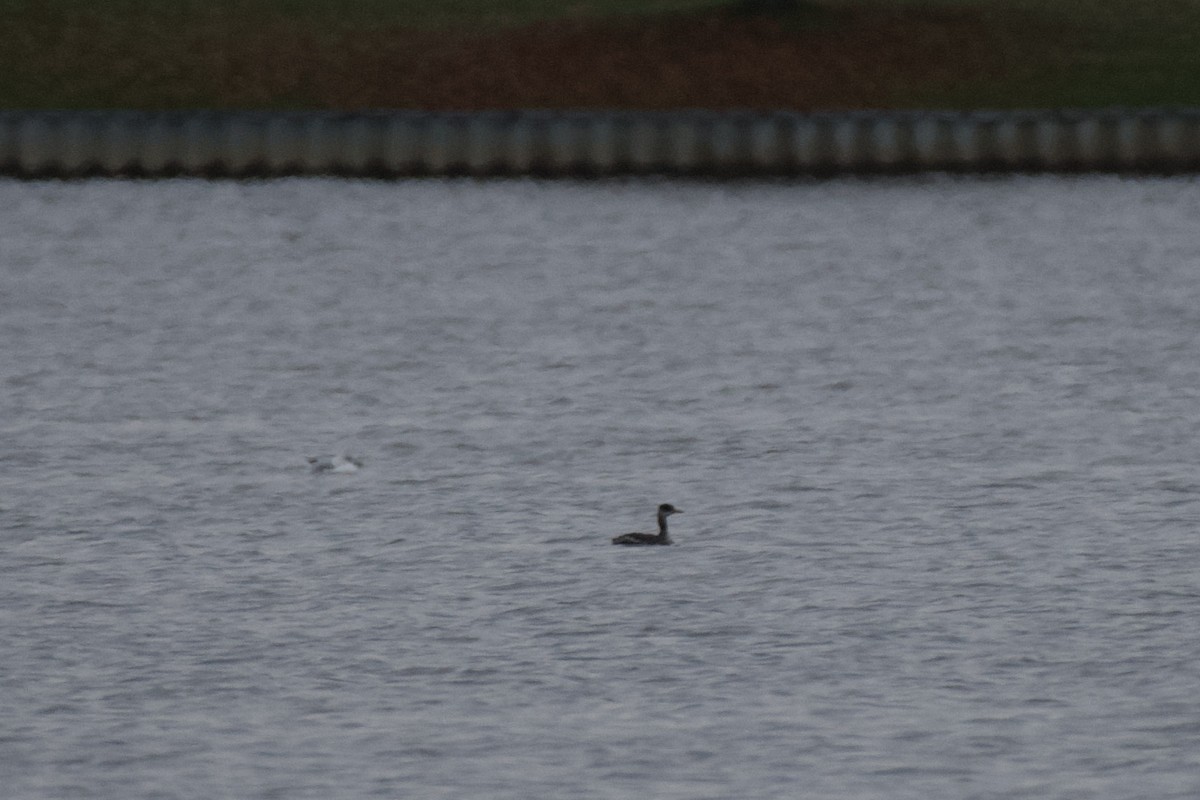 Red-necked Grebe - ML610510423