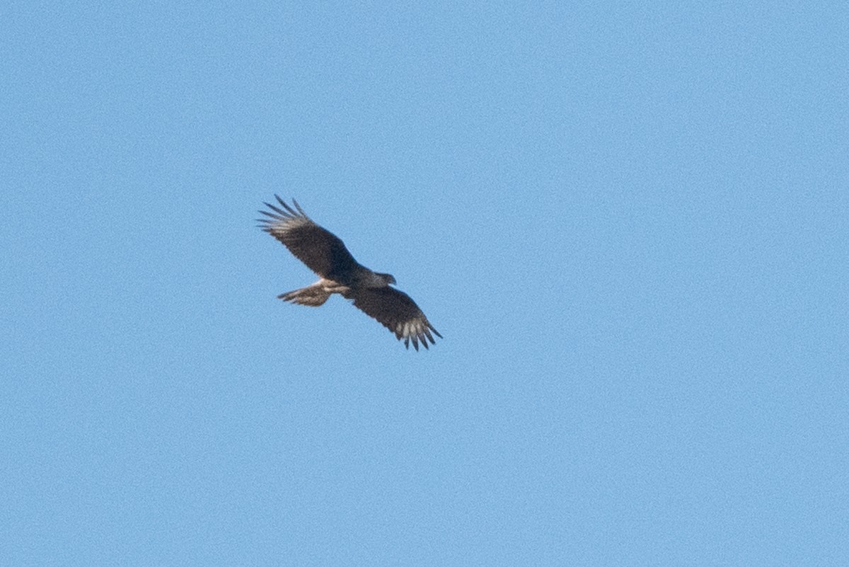 Crested Caracara - ML610510425