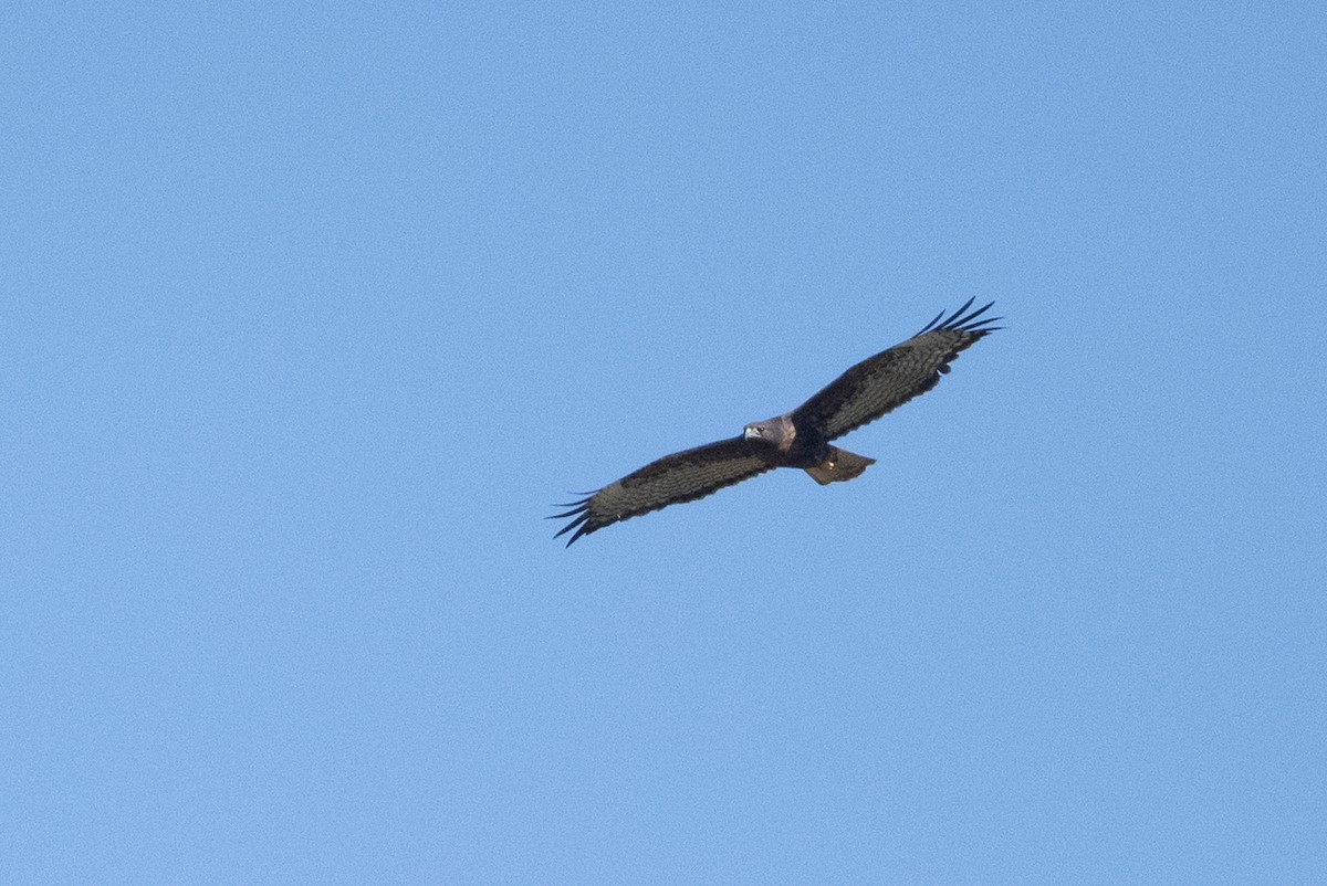 Red-tailed Hawk - ML610510435