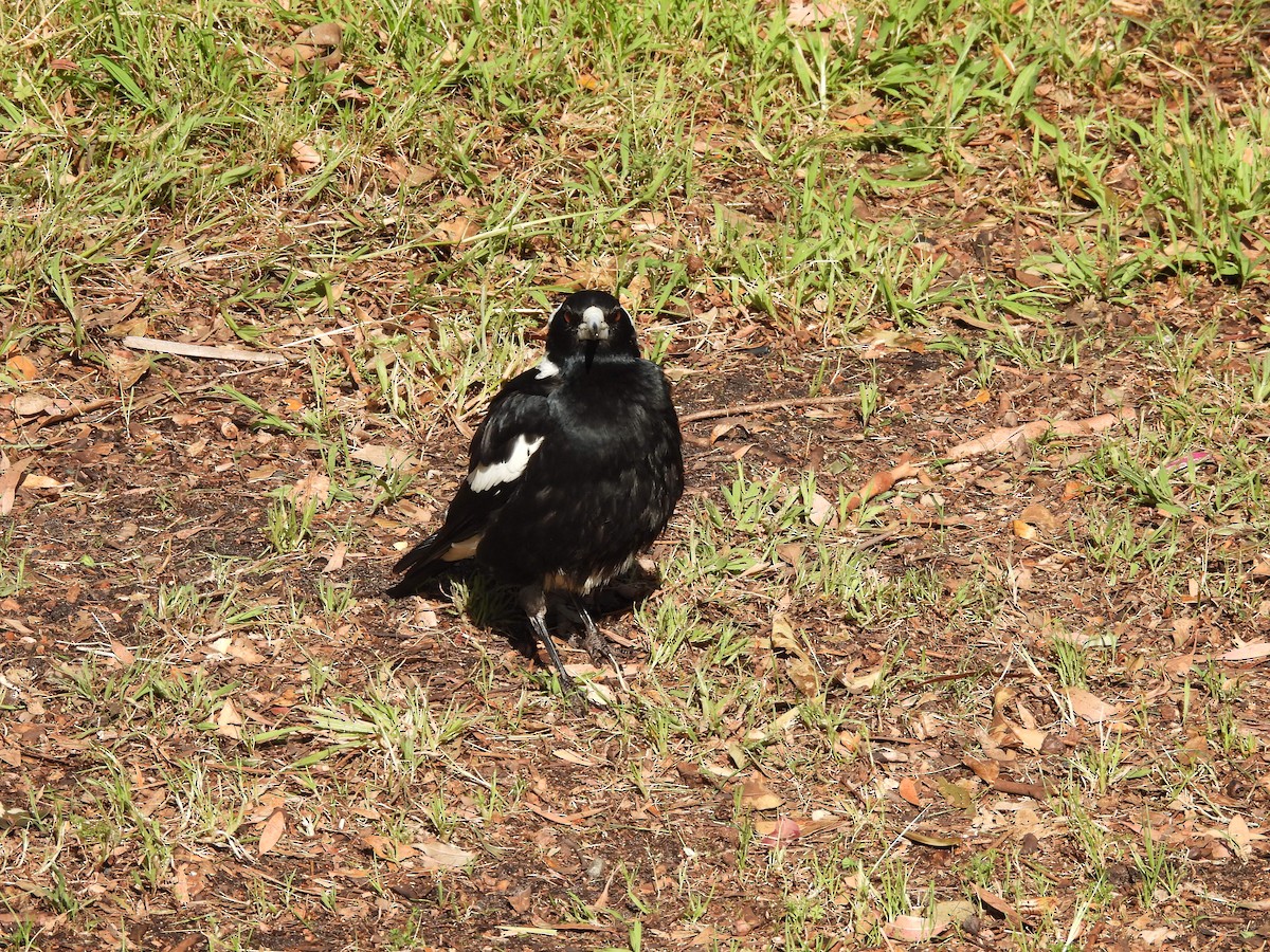 Australian Magpie - ML610510451