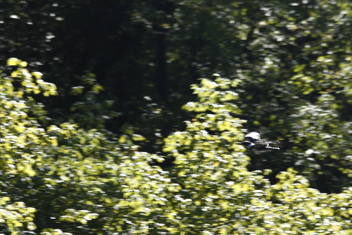 Belted Kingfisher - ML610510458