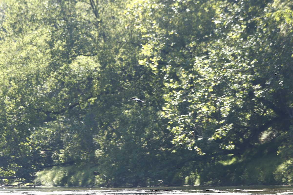 Martin-pêcheur d'Amérique - ML610510460