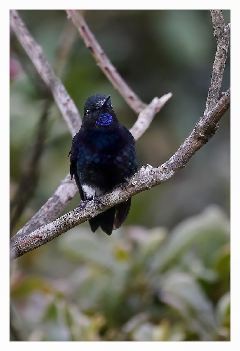 Black-breasted Puffleg - Joseph Beck