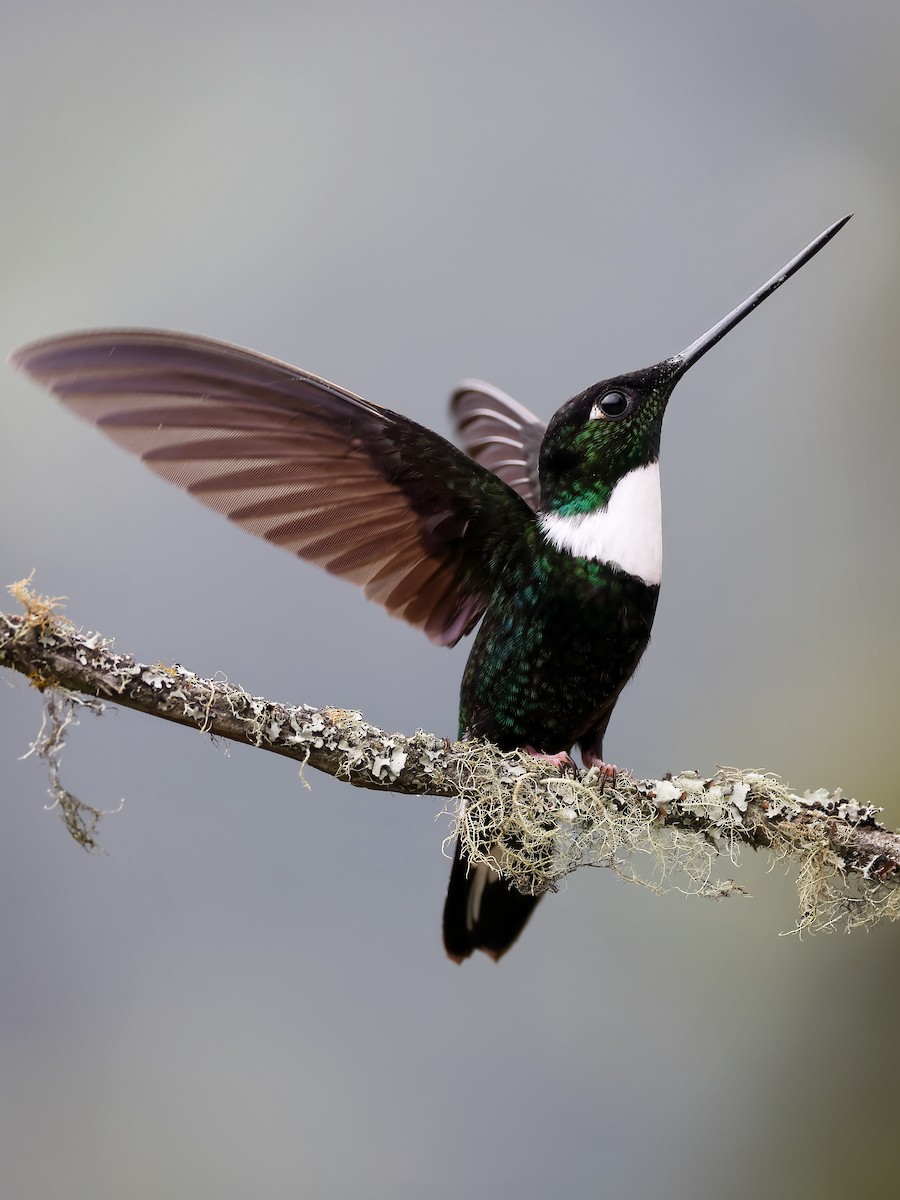 Collared Inca - Joseph Beck