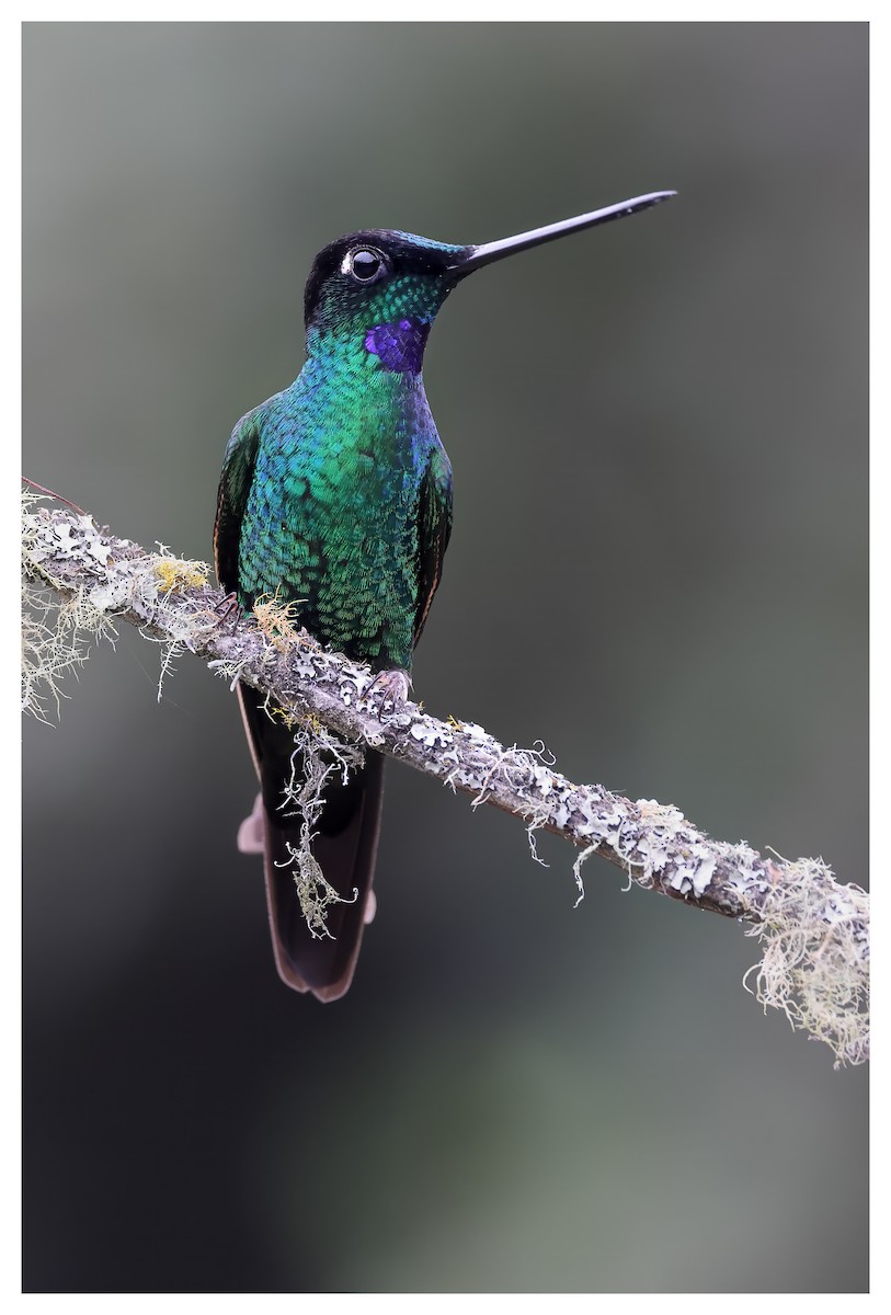 Buff-winged Starfrontlet - Joseph Beck