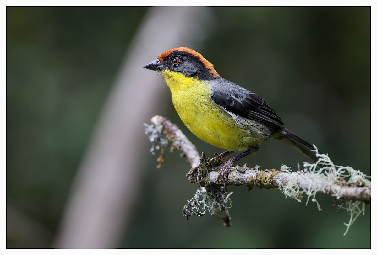 Yellow-breasted Brushfinch - ML610510569