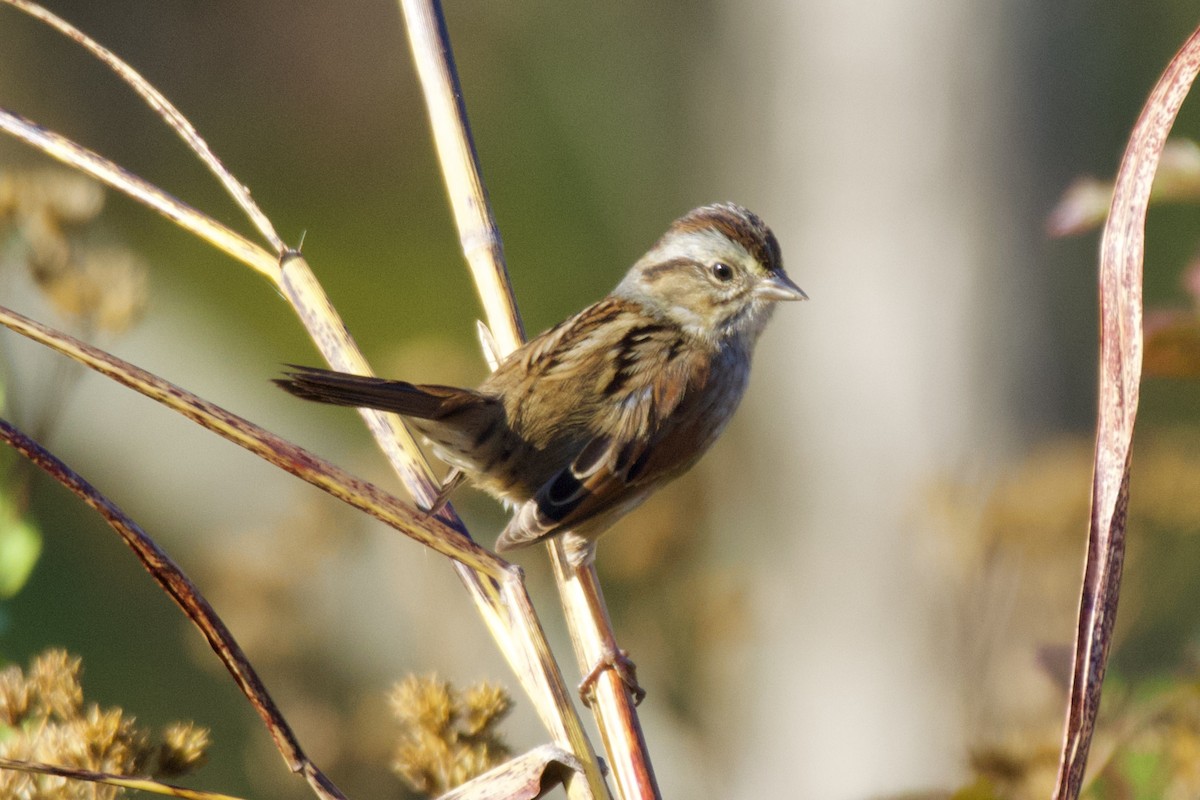 Swamp Sparrow - ML610510592