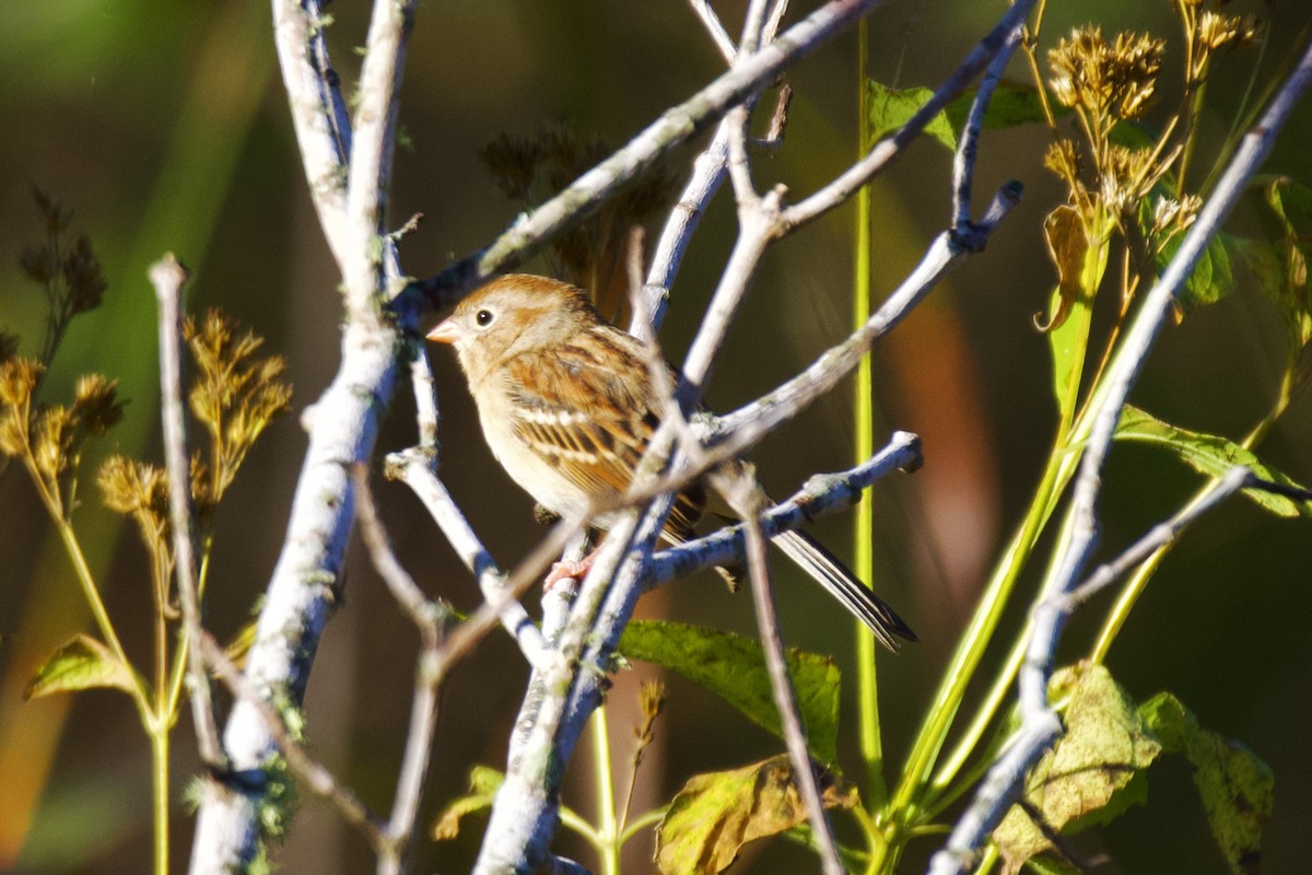 Field Sparrow - ML610510602