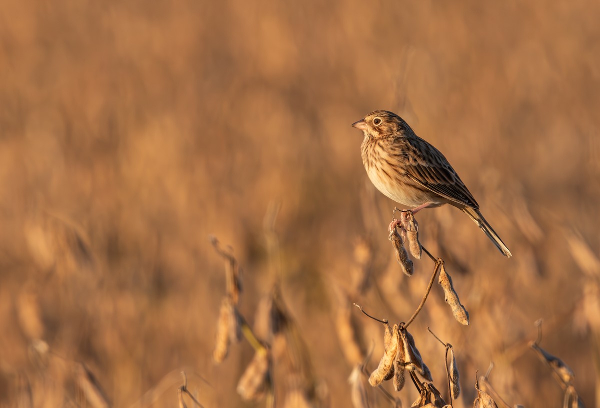Vesper Sparrow - ML610510653