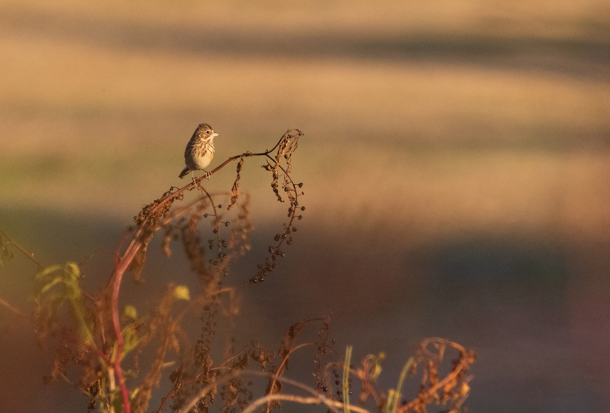 Vesper Sparrow - ML610510663