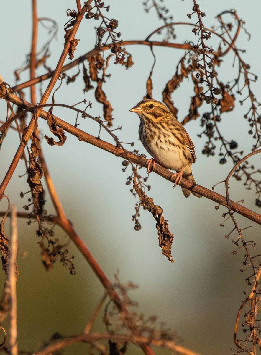 Savannah Sparrow - ML610510664