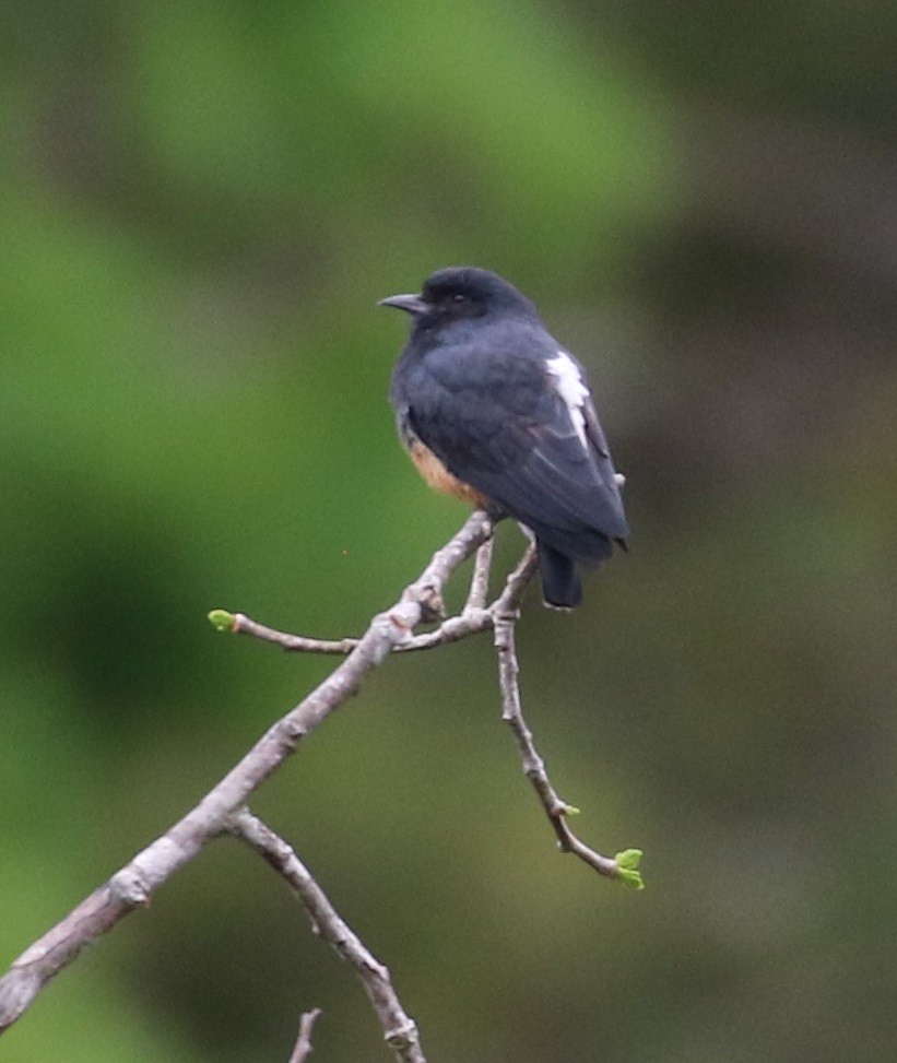 Swallow-winged Puffbird - Don Coons