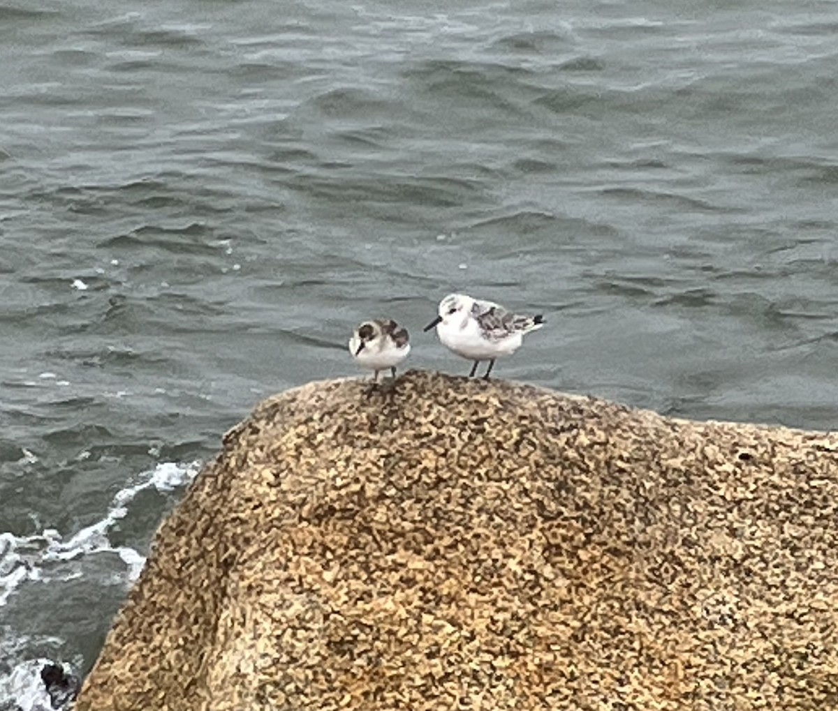 Semipalmated Sandpiper - ML610510816