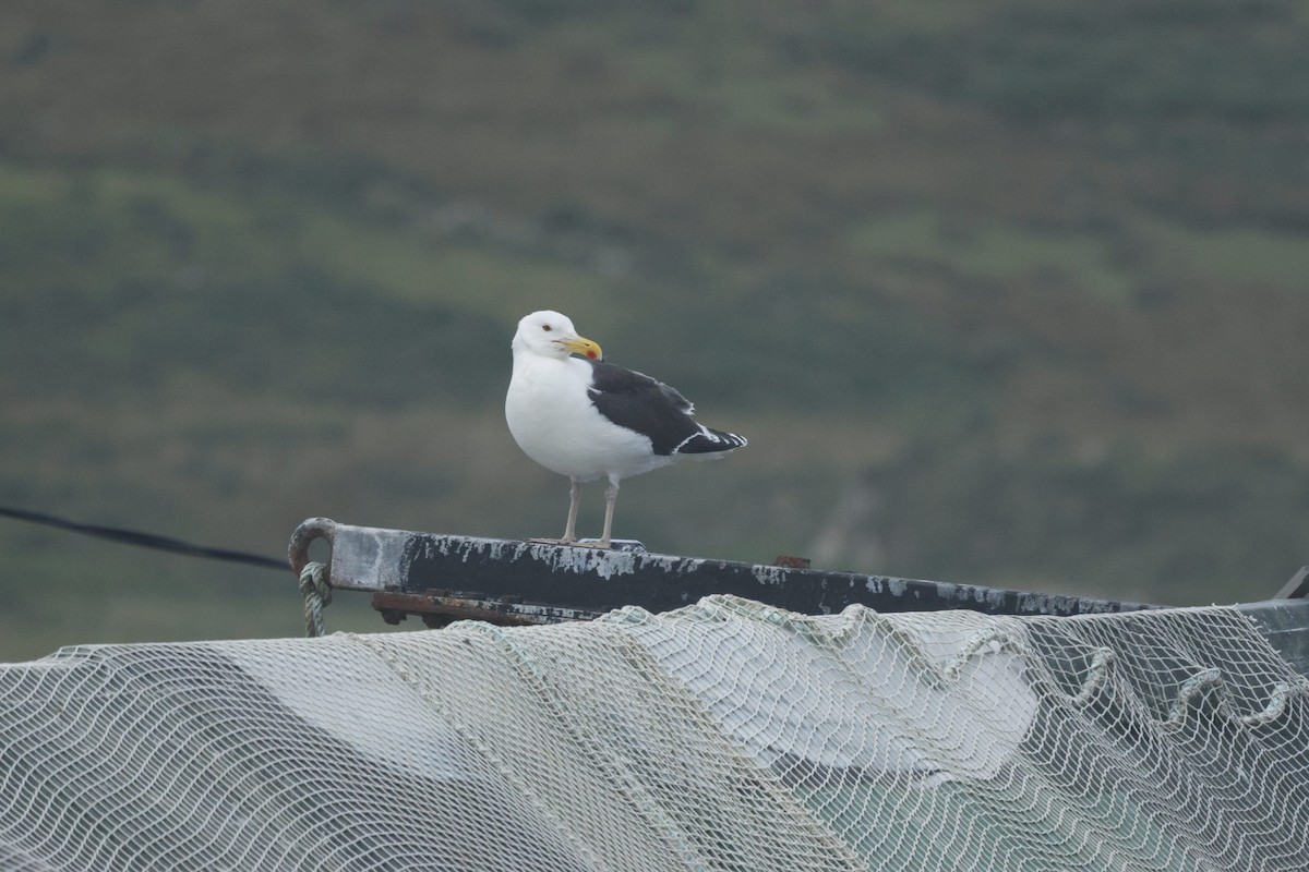 Great Black-backed Gull - ML610510839