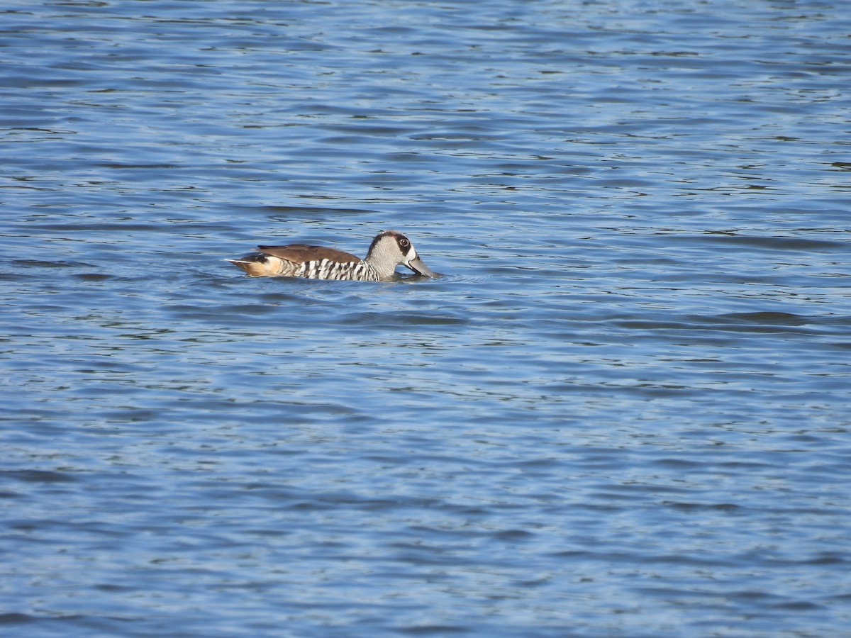 Pink-eared Duck - Chandrika Khirani