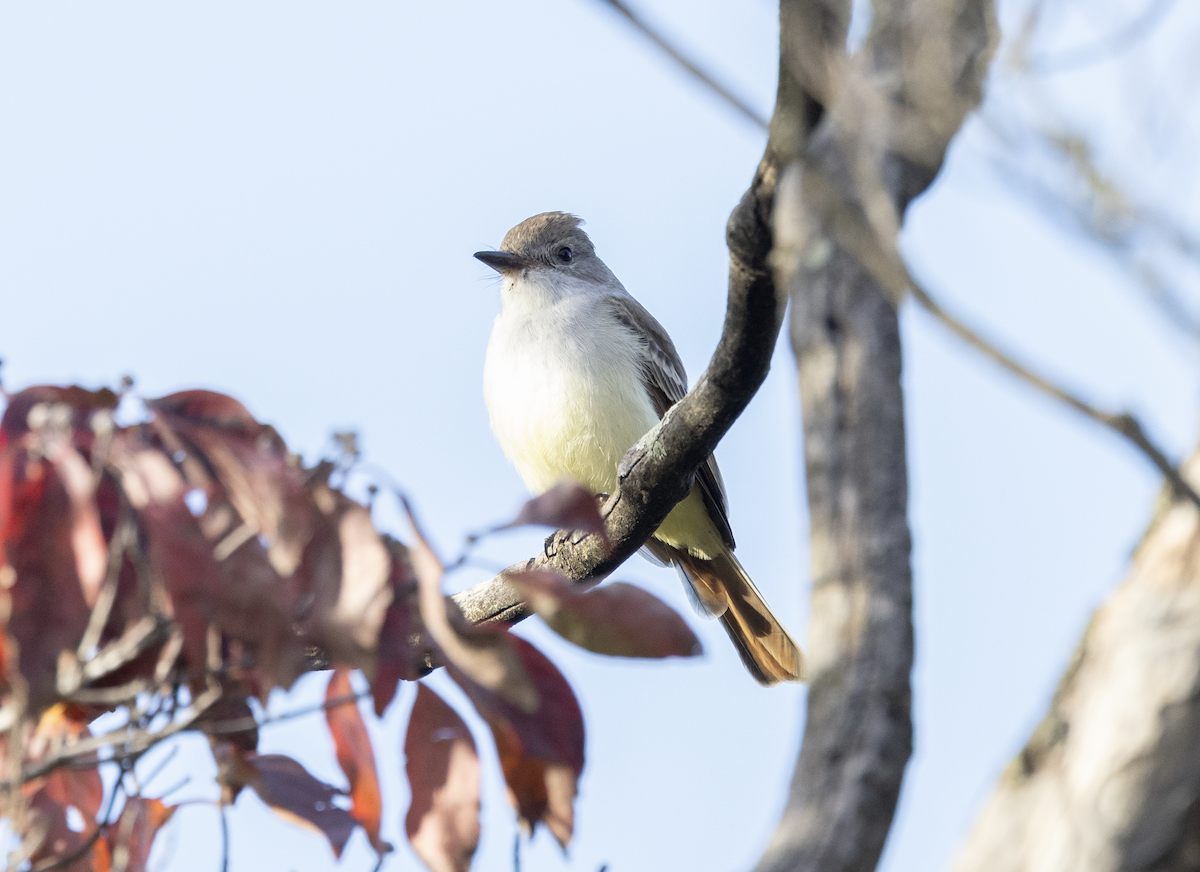 Ash-throated Flycatcher - ML610510890