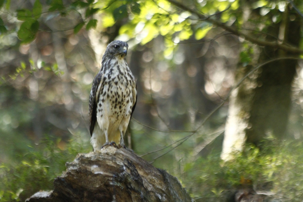 rapace diurne sp. - ML610510938