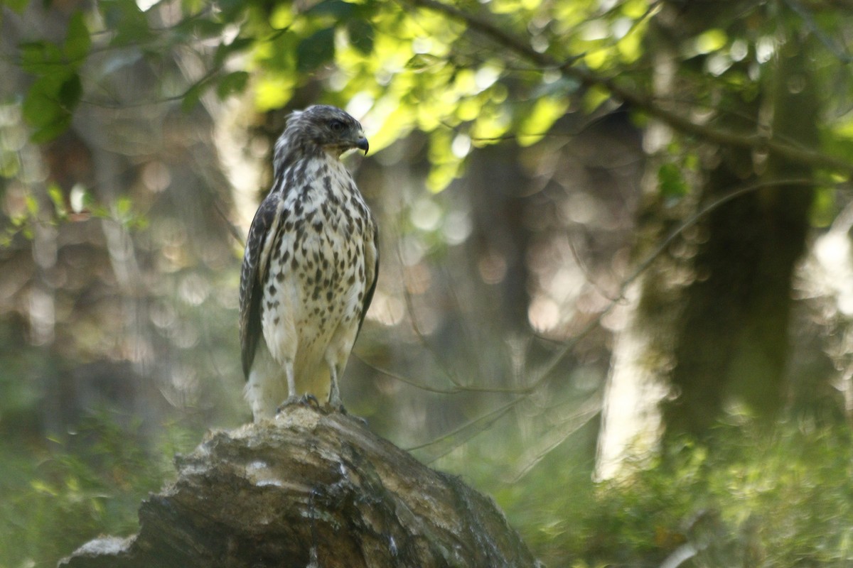 rapace diurne sp. - ML610510939