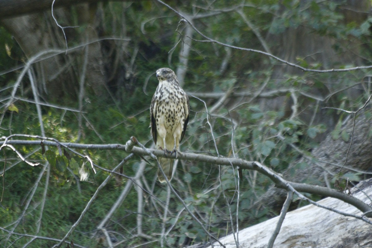 rapace diurne sp. - ML610510940