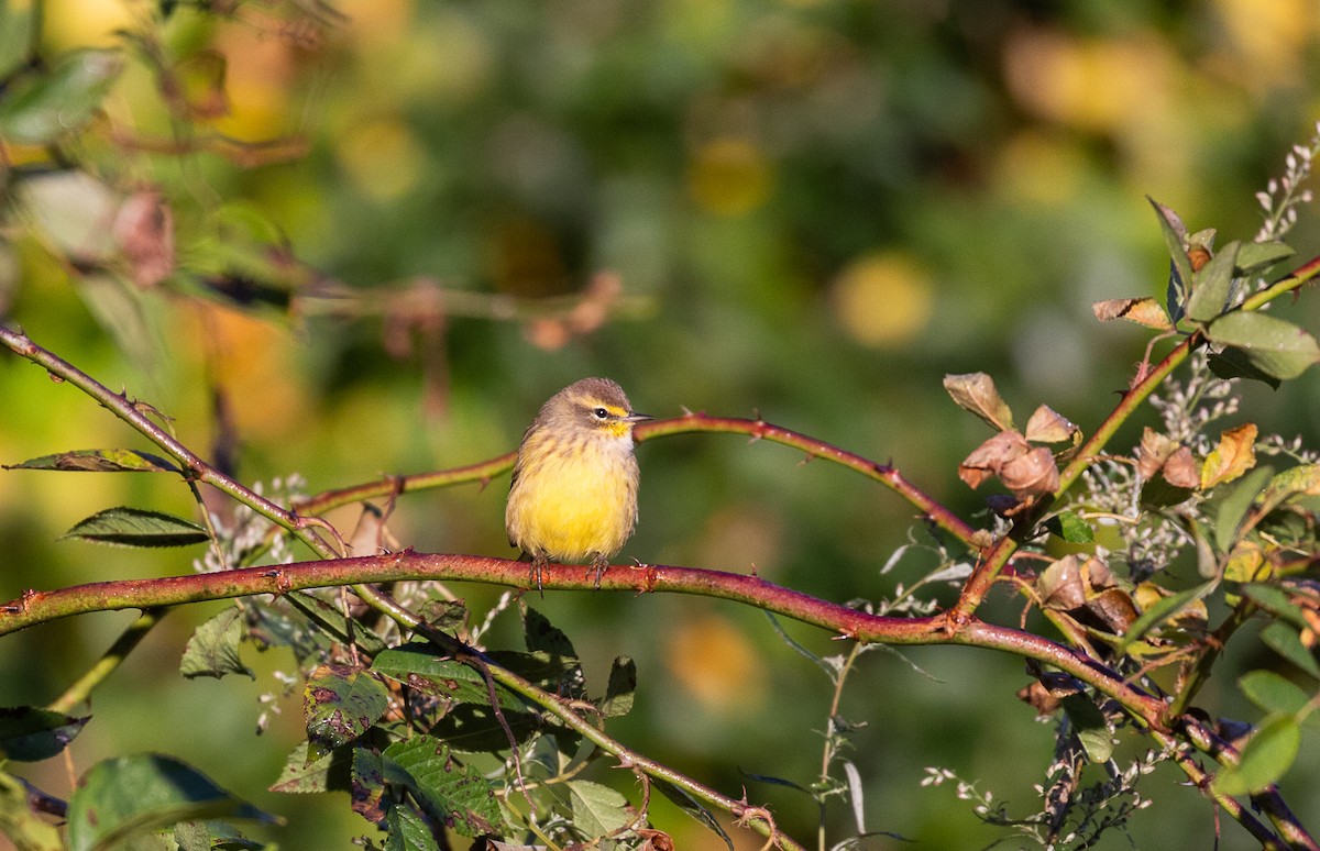 Palm Warbler - Jason Barcus