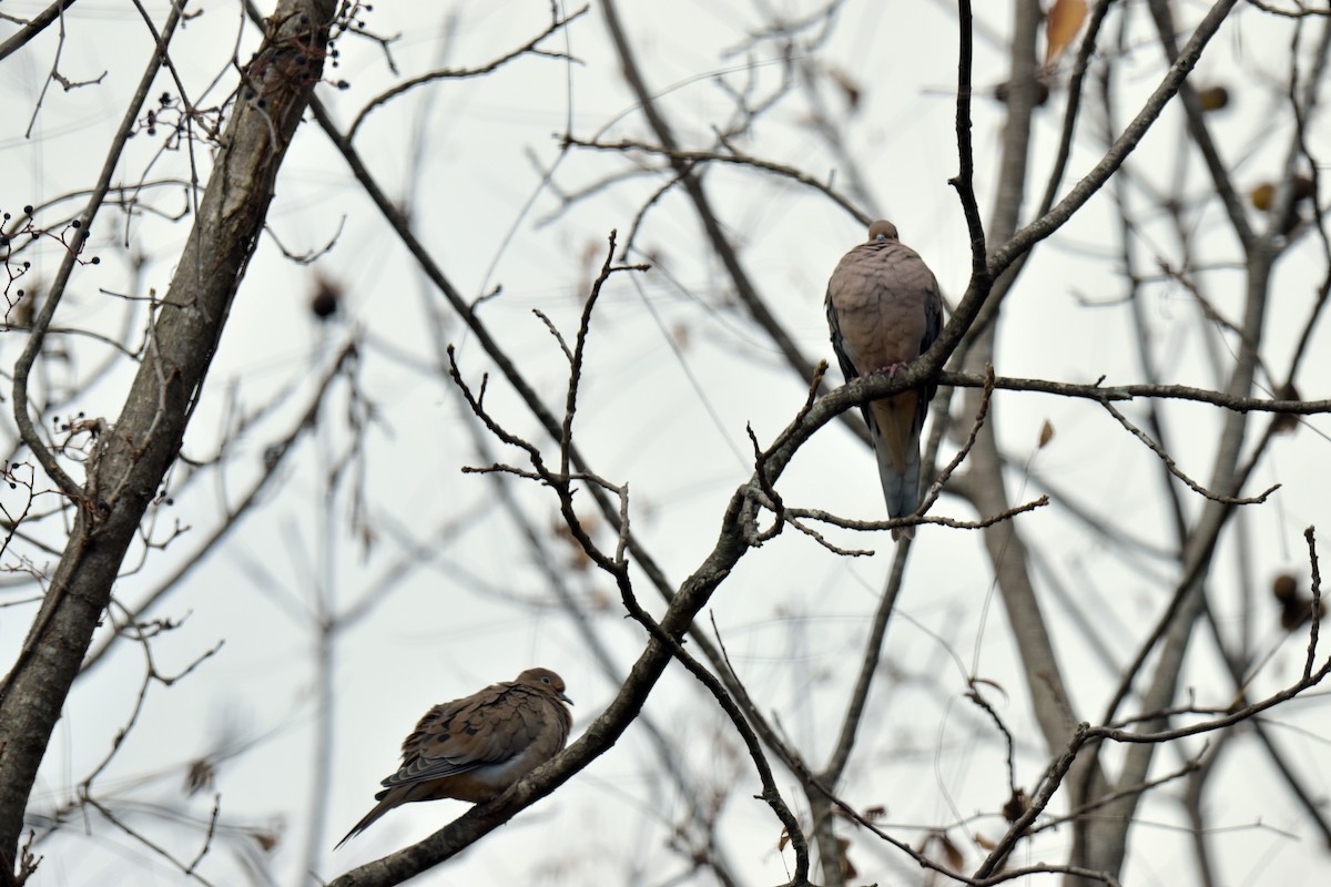 Mourning Dove - ML610510973