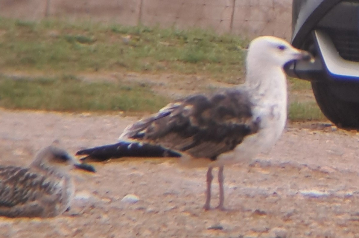 Great Black-backed Gull - ML610510982