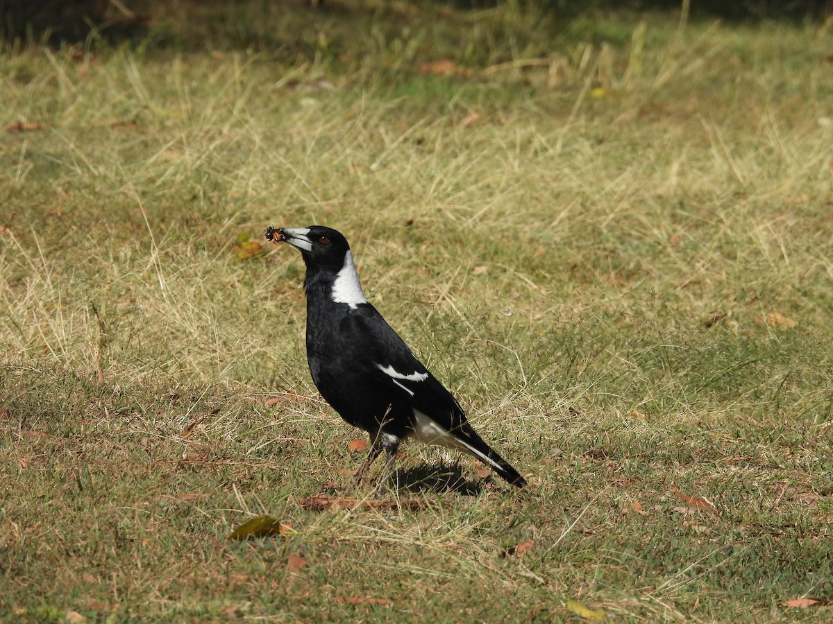 Australian Magpie - ML610510994