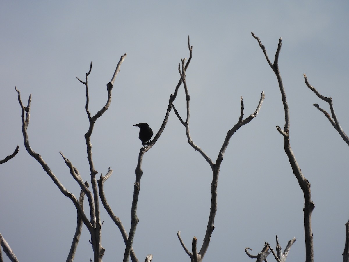 Pied Currawong - ML610511085