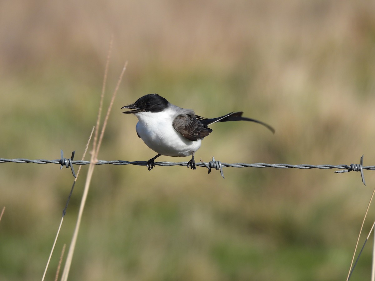 Fork-tailed Flycatcher - ML610511111