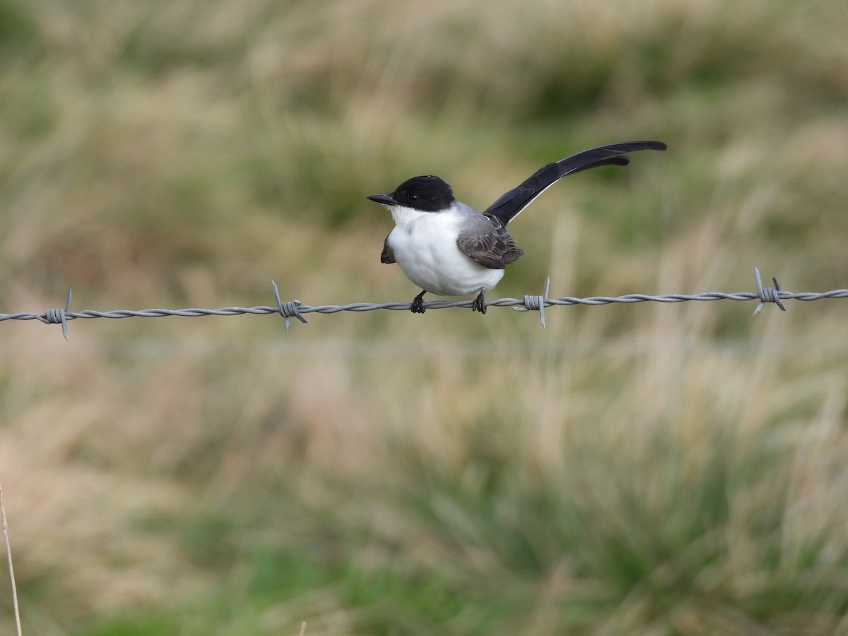 Fork-tailed Flycatcher - ML610511112