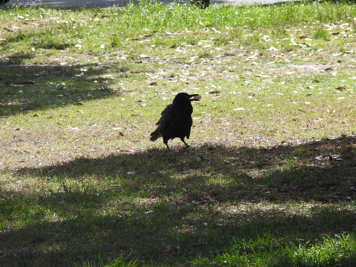 Pied Currawong - ML610511134