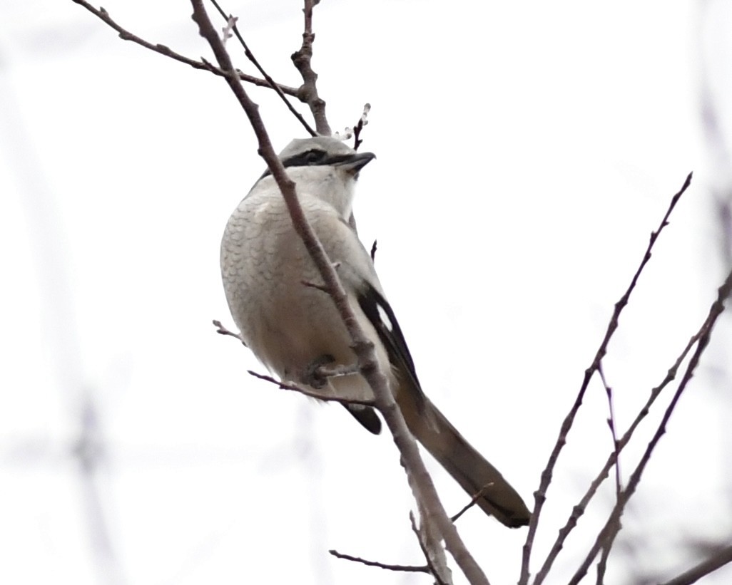 Northern Shrike - ML610511154