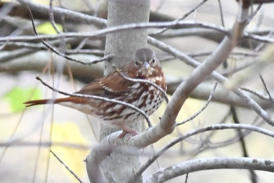 Fox Sparrow - ML610511167