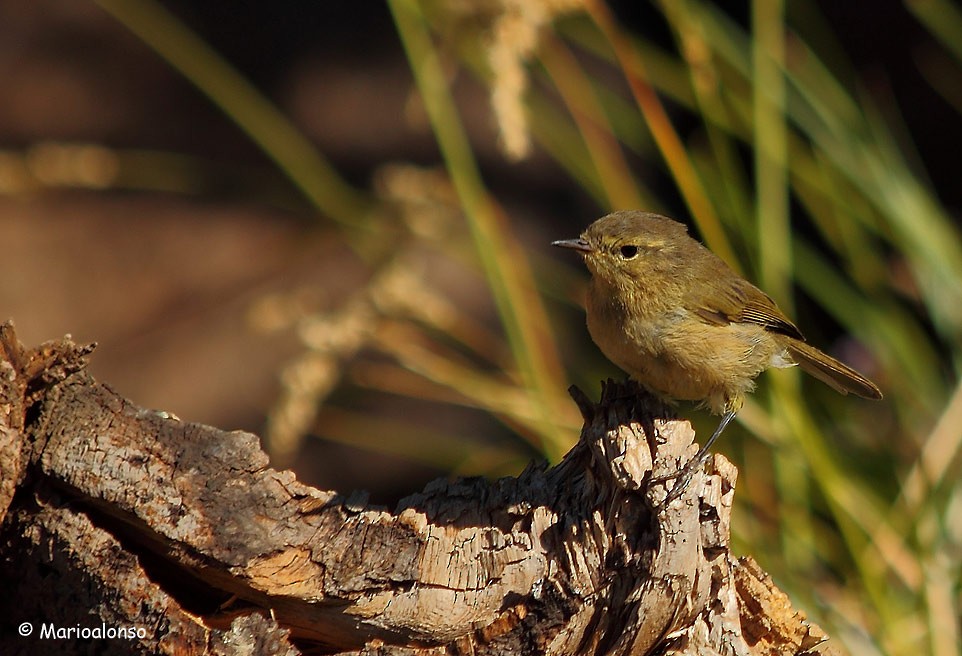 Canary Islands Chiffchaff - ML610511204