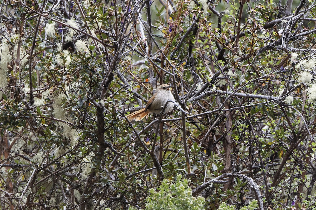 Rusty-fronted Canastero - ML610511308