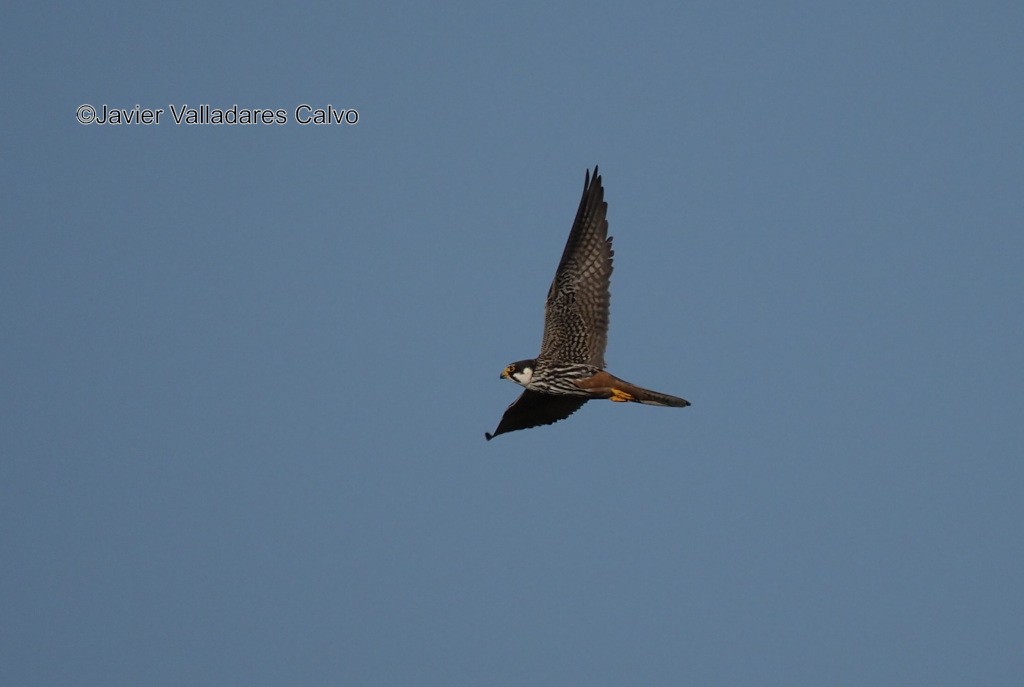 Eurasian Hobby - ML610511325