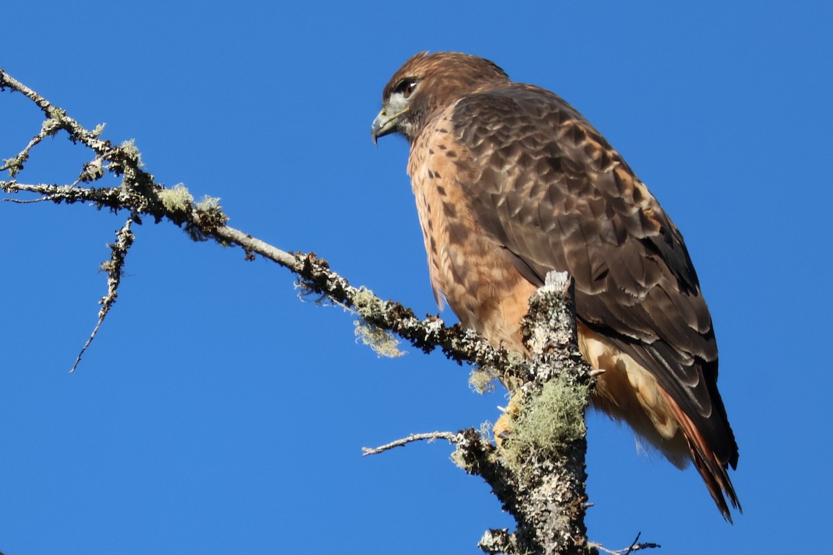 Red-tailed Hawk - ML610511326