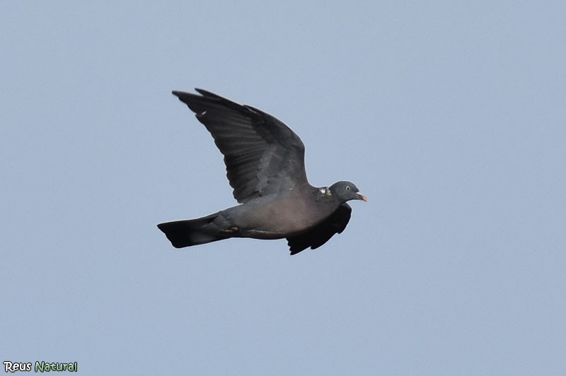 Common Wood-Pigeon - ML610511348