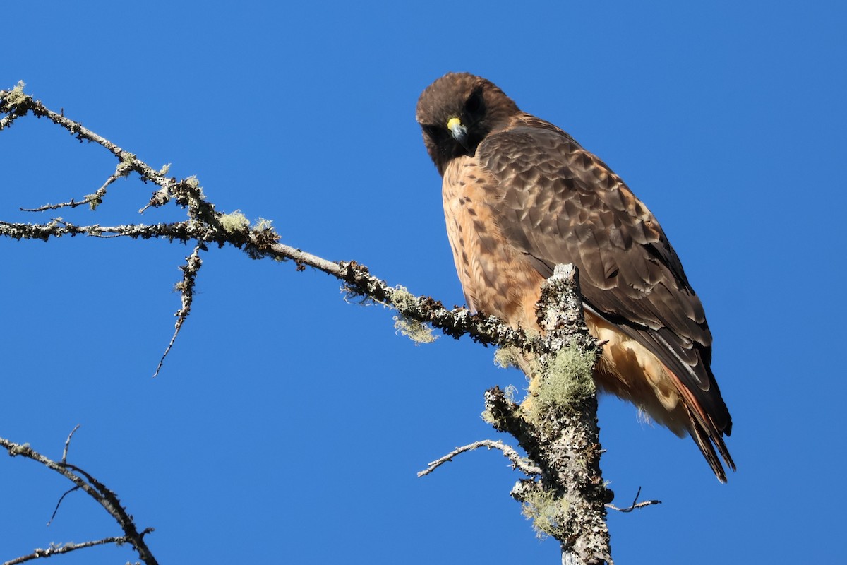 Red-tailed Hawk - ML610511371