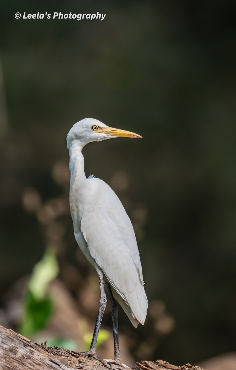 Medium Egret - ML610511438