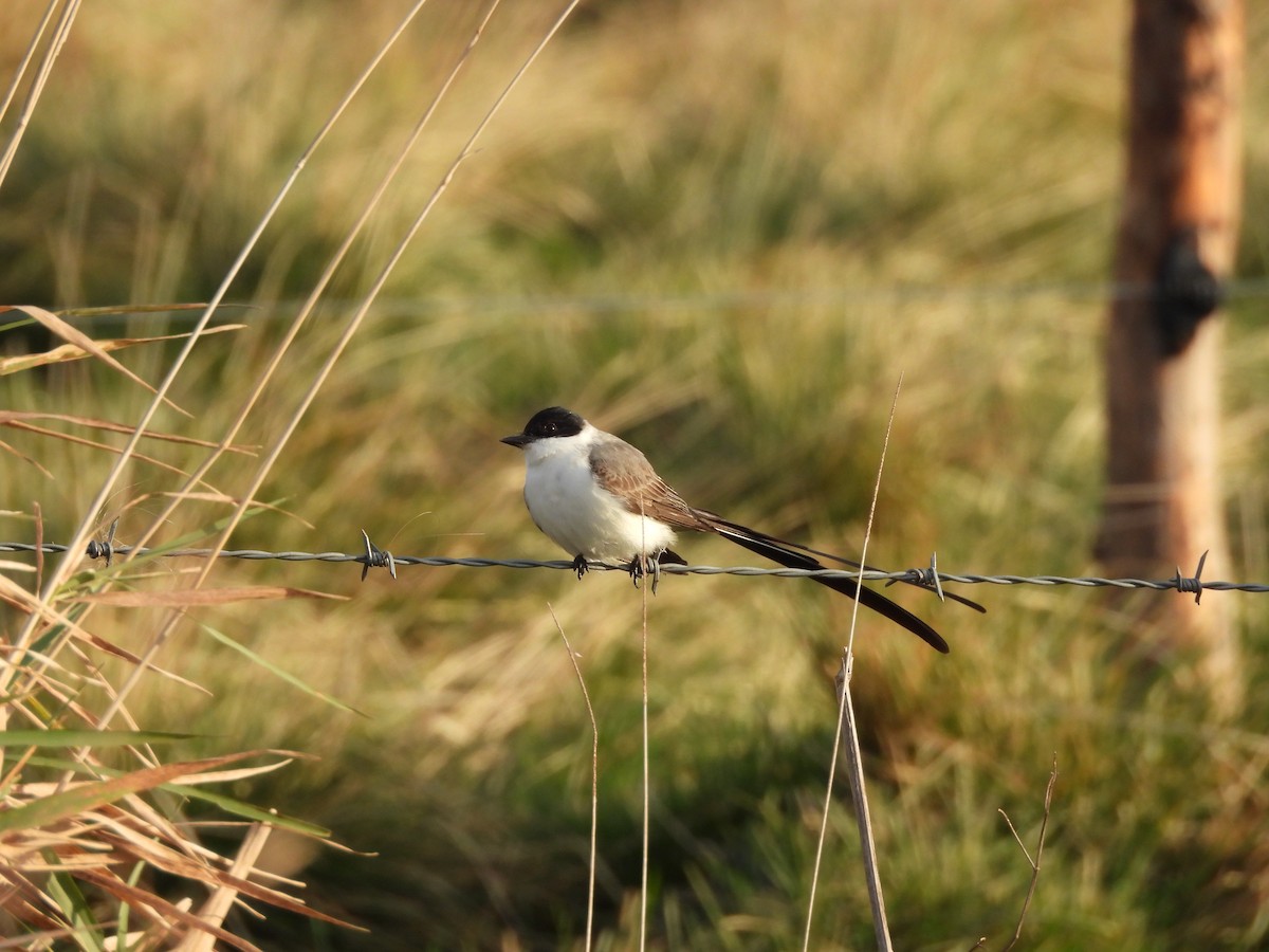 Fork-tailed Flycatcher - Megan Boucher