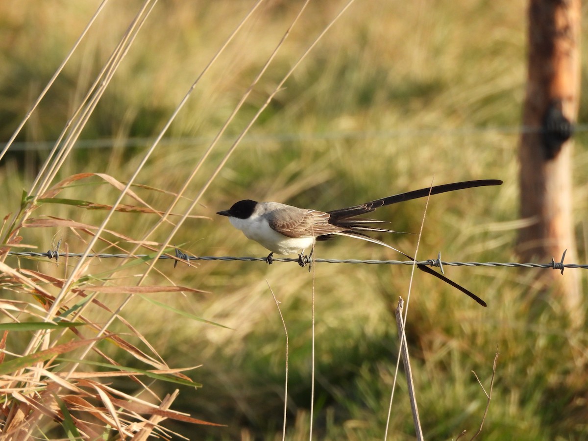 Fork-tailed Flycatcher - Megan Boucher