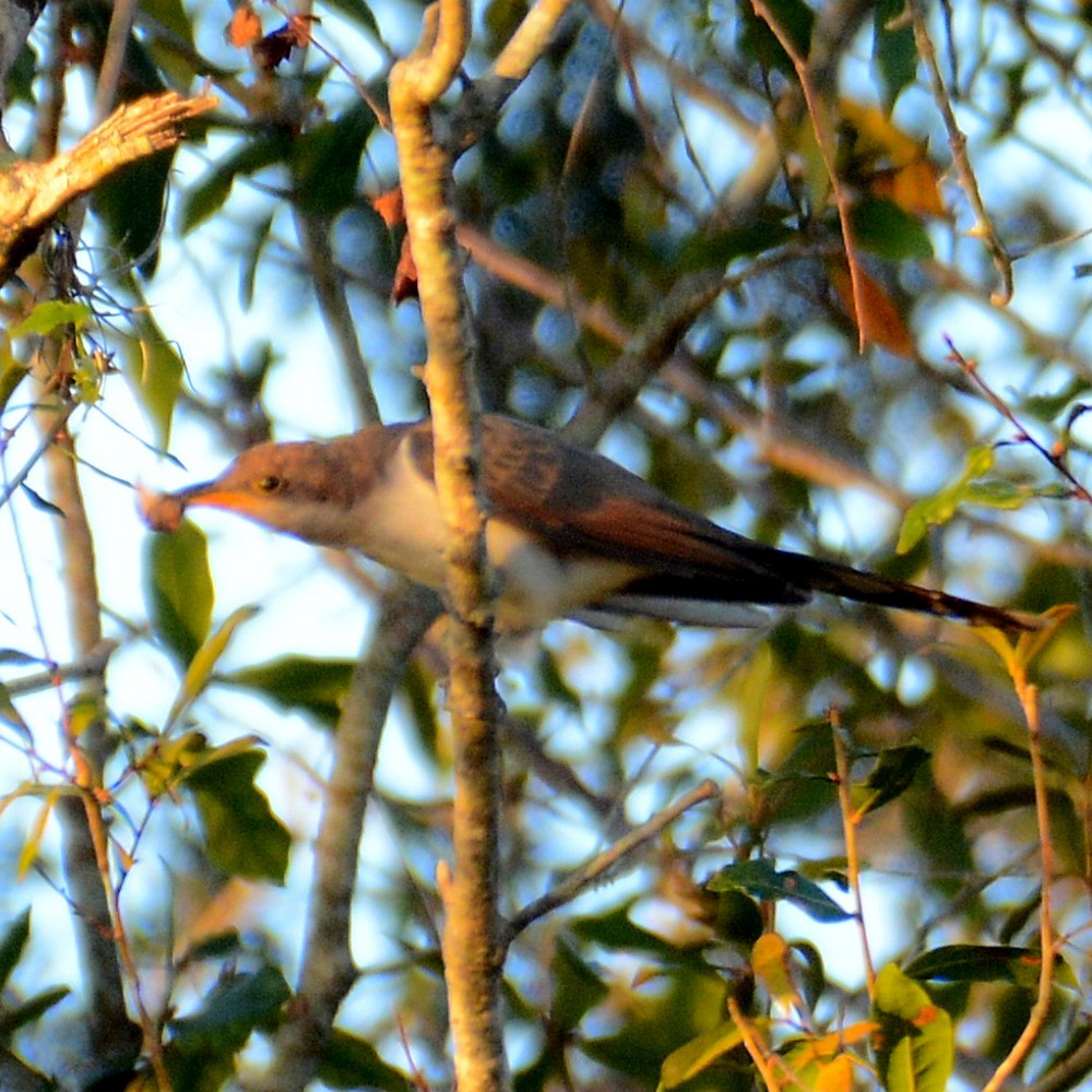 Yellow-billed Cuckoo - ML610511527